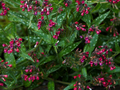 Pulmonaria saccarata IMG_3923 Miodunka pstra